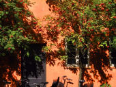 orange bldg with tree, Copenhagen