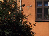 orange bldg with tree, Copenhagen