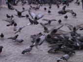 Dam Square Pigeons, Amsterdam
