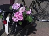 bike + flowers, Amsterdam