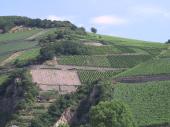 vinyards, Rhine River, Germany