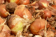 Onions, Spain