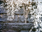 Laurel Hill Cemetery, Philadelphia Laurel Hill Cemetery, Philadelphia