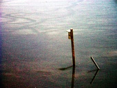 John Heinz Wildlife Refuge