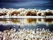 John Heinz Wildlife Refuge