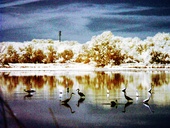 John Heinz Wildlife Refuge