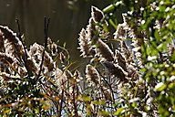 John Heinz Wildlife Refuge John Heinz Wildlife Refuge
