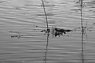 John Heinz Wildlife Refuge