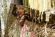 Abandoned House, Fort Washington