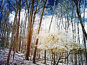 Chestnut Hill Chestnut Hill