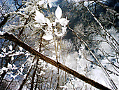 Chestnut Hill Chestnut Hill