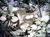 Chestnut Hill Chestnut Hill