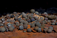 Abandoned Ore Pier Abandoned Ore Pier