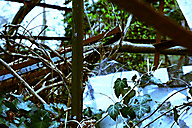 Greenhouse, Chestnut Hill