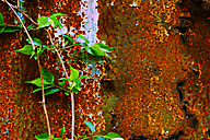 Abandoned Distillery, Linfield Abandoned Distillery, Linfield