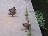 ducks, Charlottenburg, Berlin