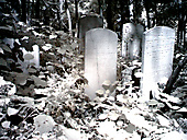 Abandoned Jewish Cemetery, Gladwyne