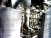 Abandoned Jewish Cemetery, Gladwyne