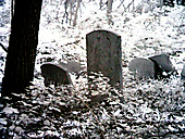 Abandoned Jewish Cemetery, Gladwyne