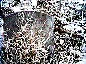 Abandoned Jewish Cemetery, Gladwyne