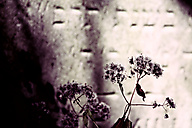Abandoned Jewish Cemetery, Gladwyne