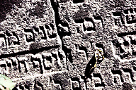 Abandoned Jewish Cemetery, Gladwyne