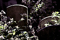 Abandoned Jewish Cemetery, Gladwyne