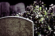 Abandoned Jewish Cemetery, Gladwyne