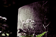 Abandoned Jewish Cemetery, Gladwyne
