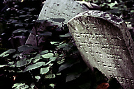 Abandoned Jewish Cemetery, Gladwyne