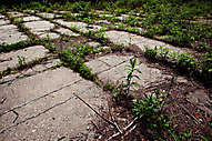 Abandoned Greenhouse