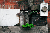Strawberry Mansion