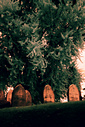 Laurel Hill Cemetery