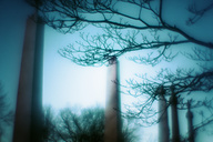 Laurel Hill Cemetery