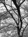 Tree, Fairmount Park