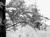 Leaves, Fairmount Park