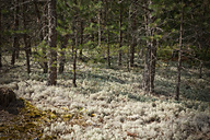 Viru Bog, Estonia