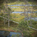 Viru Bog, Estonia