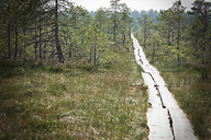 Viru Bog, Estonia