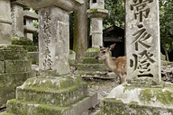 Nara, Japan